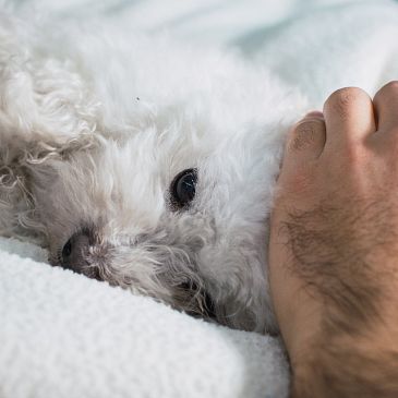 Travel with your little dog