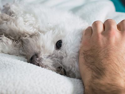 Viaja con tu perrito