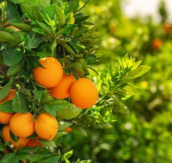 Tesoros de la Huerta Valenciana