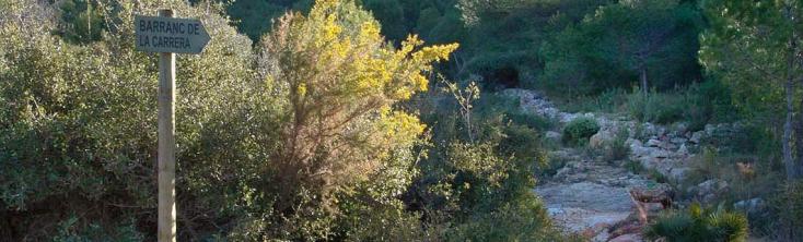 forêts de Alcoceber