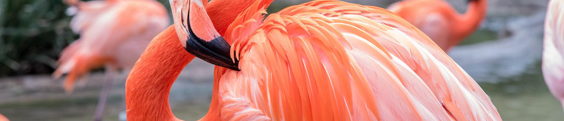 flamant