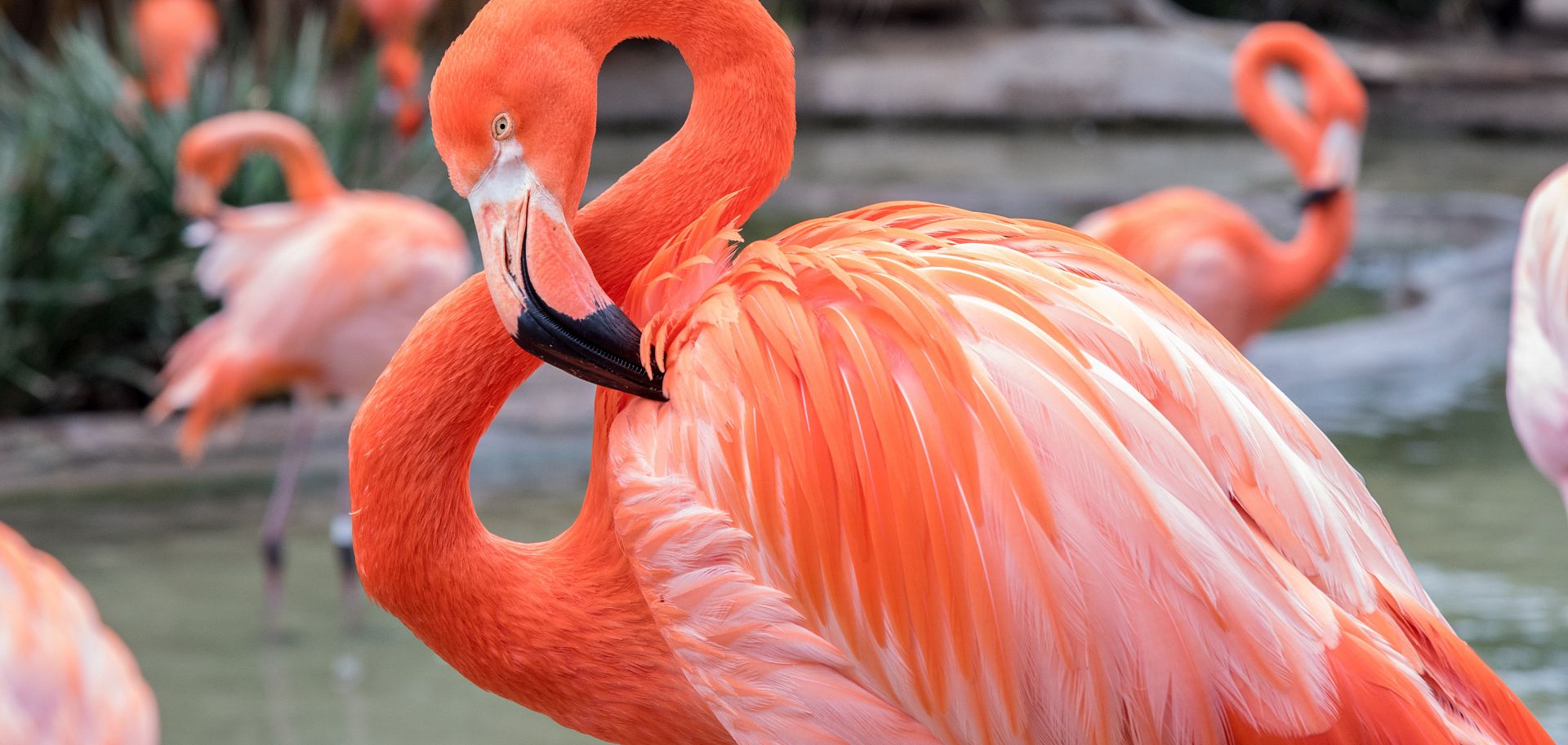 flamingo