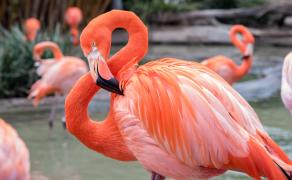 flamant