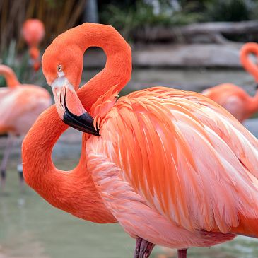 flamant
