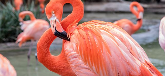 flamingo