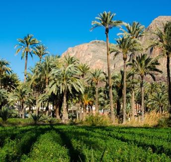 Palmeraie San Antón Orihuela