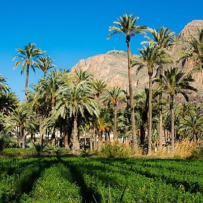 Palmeral San Antón Orihuela