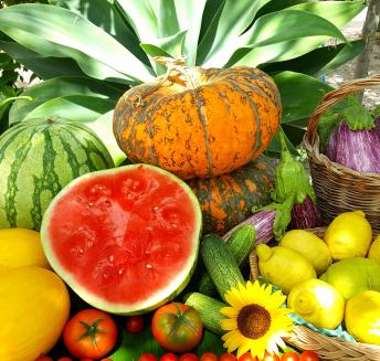Le jardin potager le clot