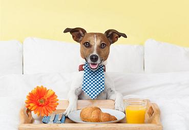 Travel with your little dog