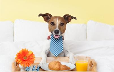 Voyagez avec petit chien