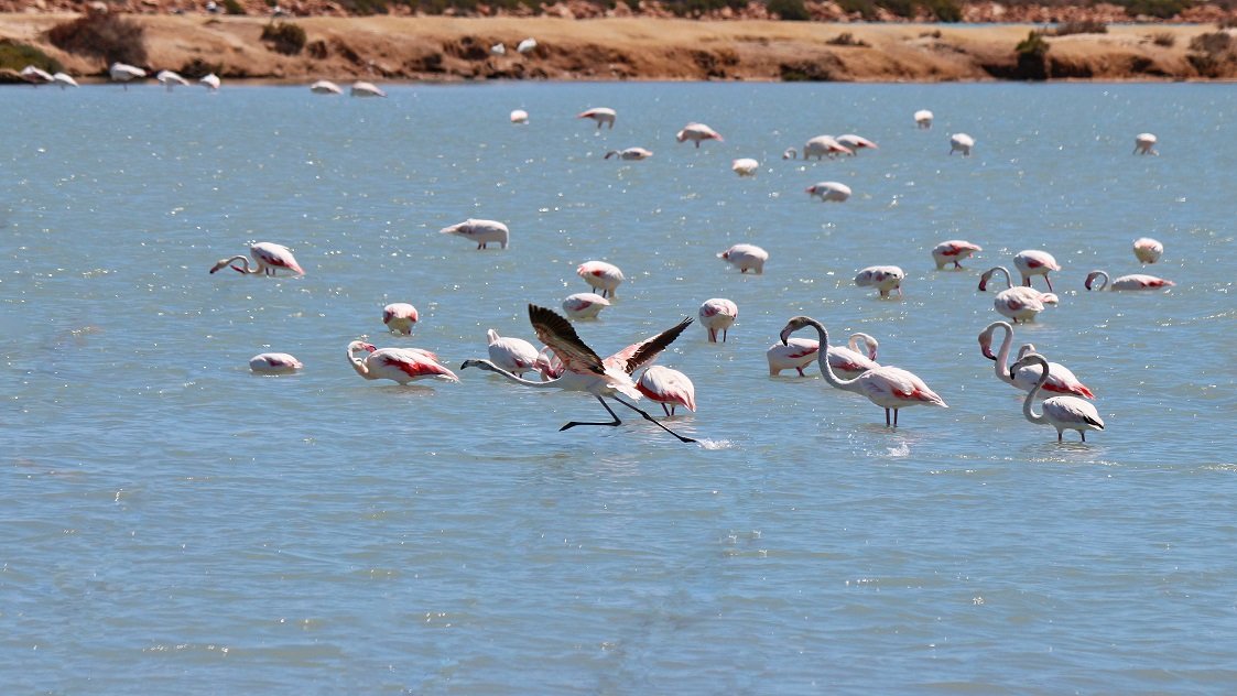Fauna and Flora Salinas de San Pedro