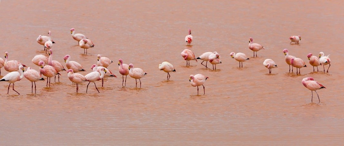 Flamingos in the Laguna Rosa