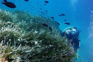 Diving in Costa de Almería