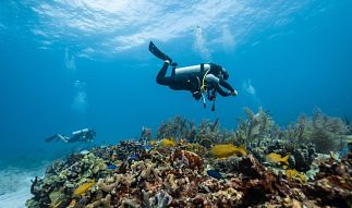Les meilleurs spots de plongée à Almeria et Mojacar