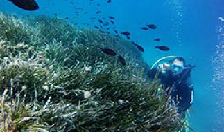 Diving in Costa de Almería