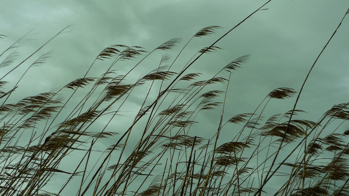 Plants in the lakes of Torrevieja