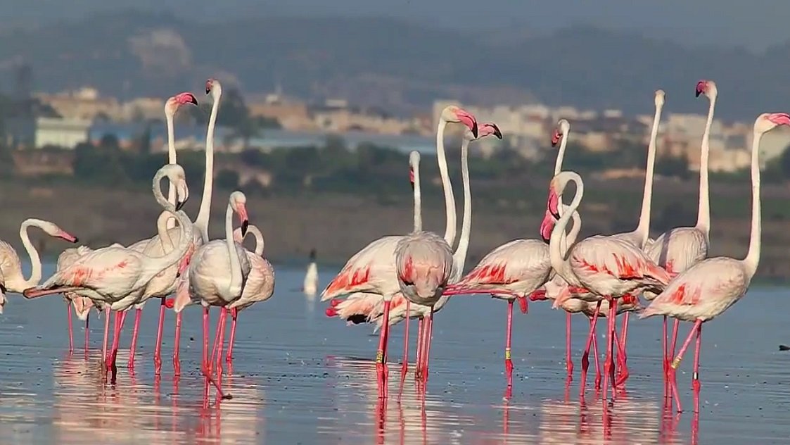 Wildlife in the lagoons of Torrevieja