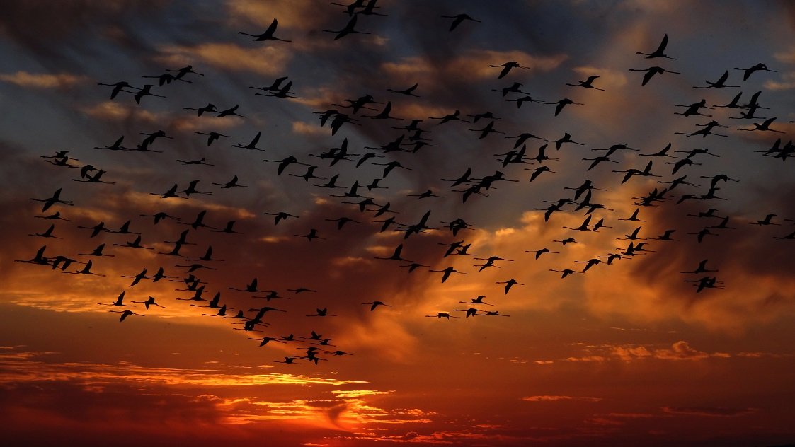 Wildlife in the lagoons of Torrevieja