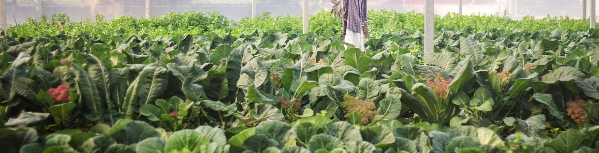 Invernadero con frutas y verduras