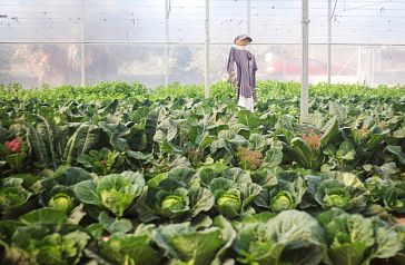 Invernadero con frutas y verduras