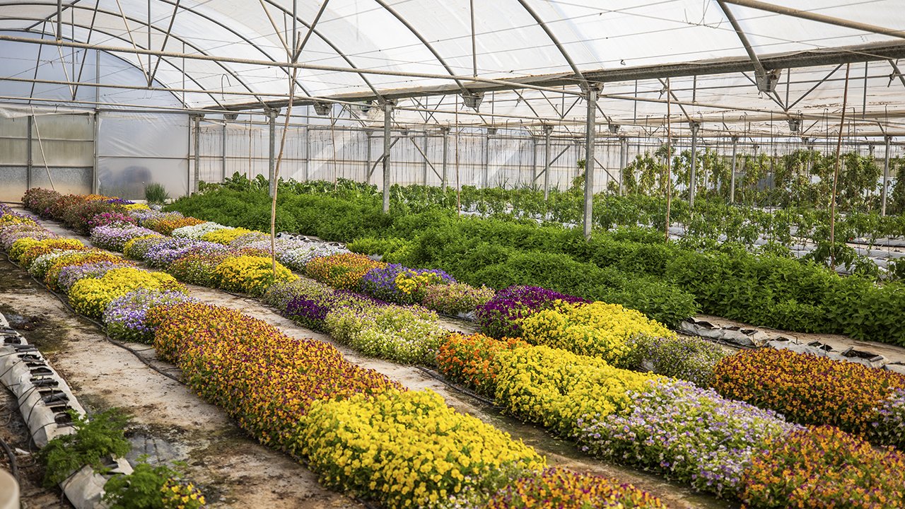 Greenhouse – El Clot vegetable garden