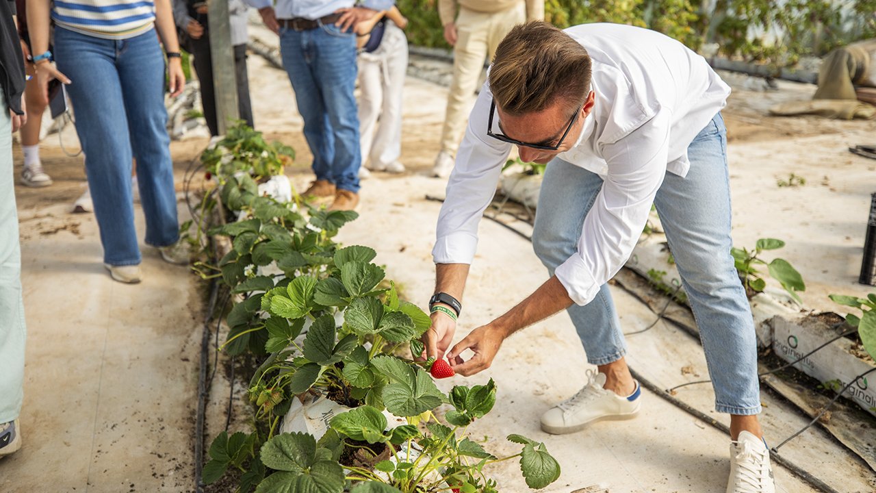 Strawberries – El Clot vegetable garden
