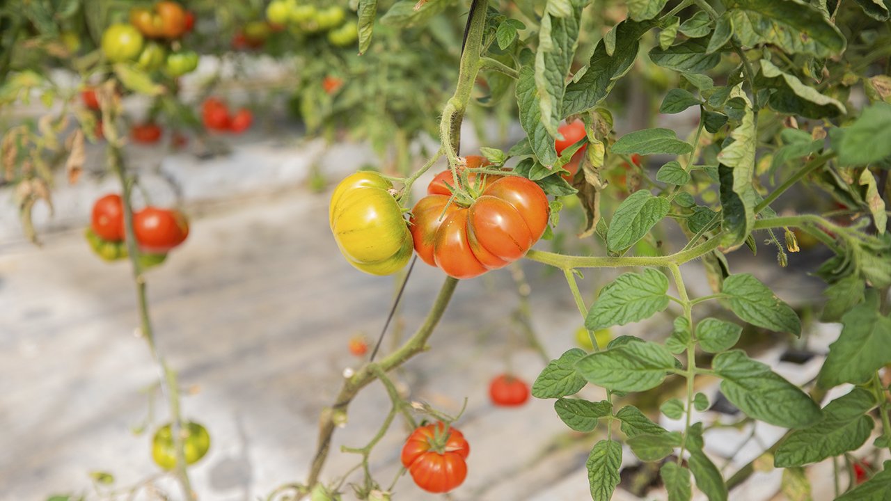 Tomato Plants – El Clot vegetable garden
