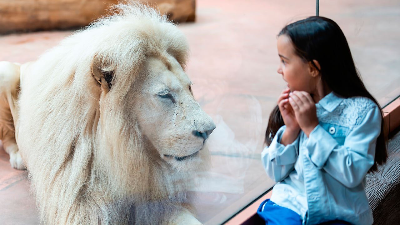 Petite fille regardant un lion