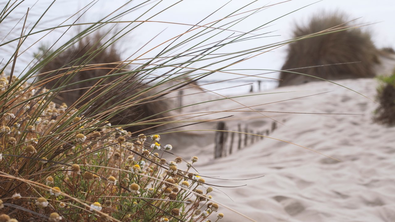 North Beach Dunes