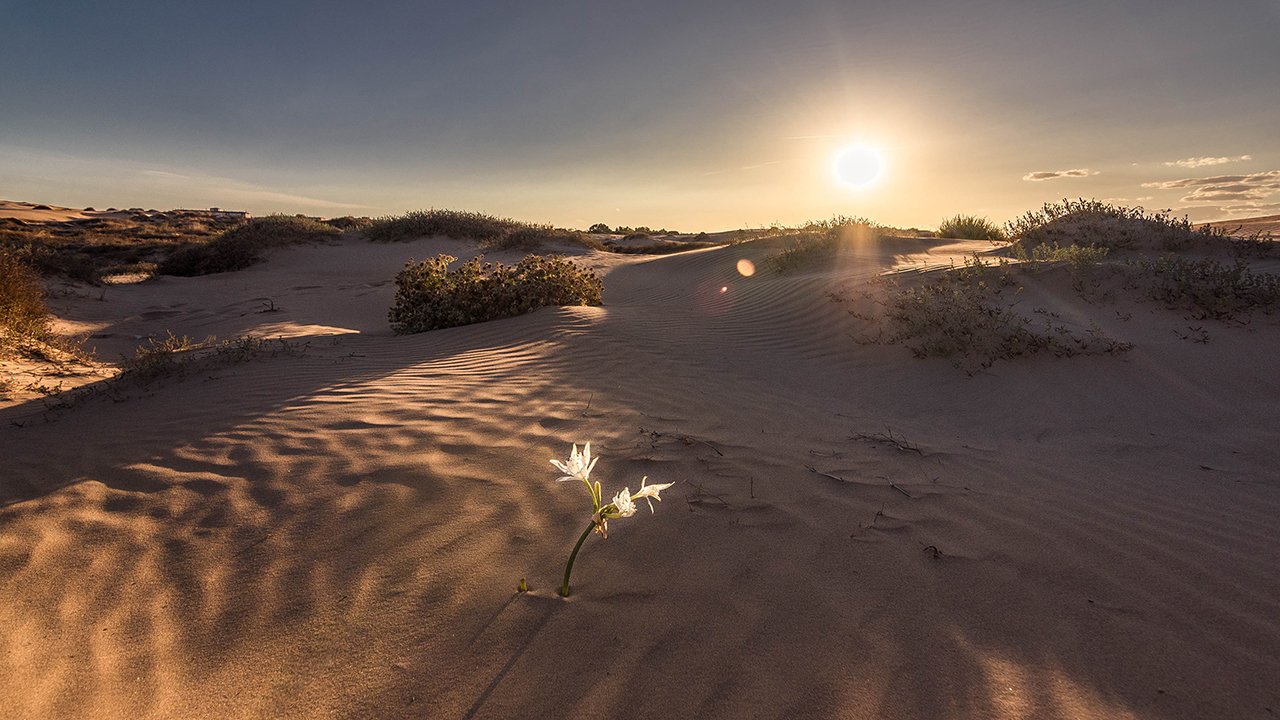 Dunes de la plage de La Llana