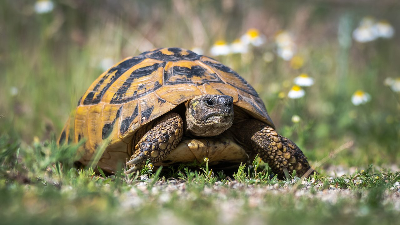 Tortoise in the Sierra de Irta